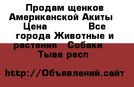 Продам щенков Американской Акиты › Цена ­ 25 000 - Все города Животные и растения » Собаки   . Тыва респ.